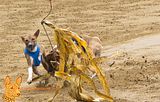 Deutsches Derby Hamburg 2014 (1008)